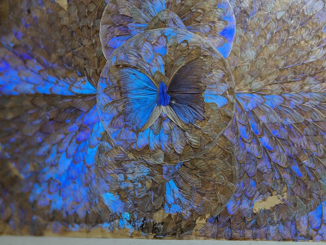 モルフォ蝶額/絵画