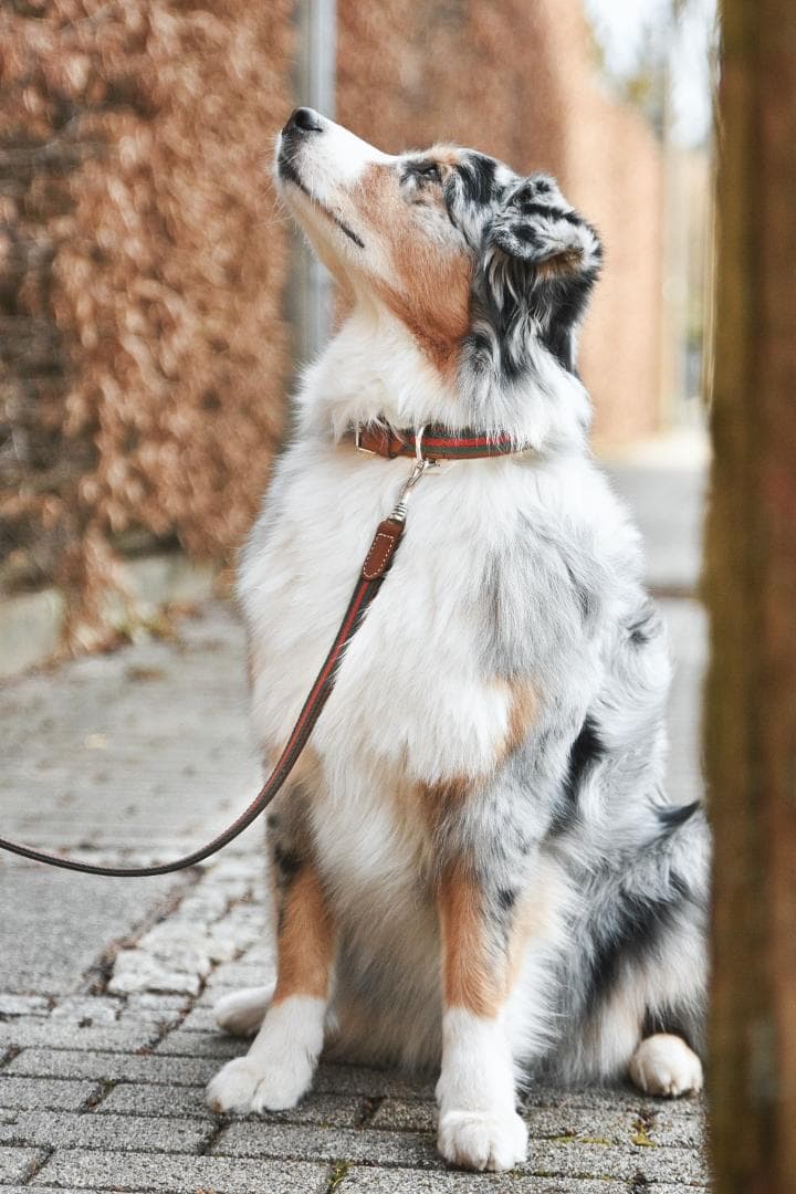 Baseball Green 高級犬用リードと首輪セット（小型犬　中型犬）