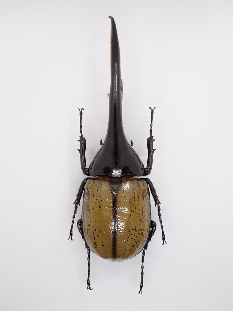 ヘラクレスオオカブト標本 (大型個体)