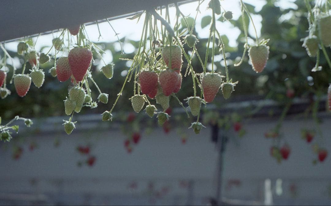 M*m様 Nikon S2 前期　NIKKOR-H 5cm f2