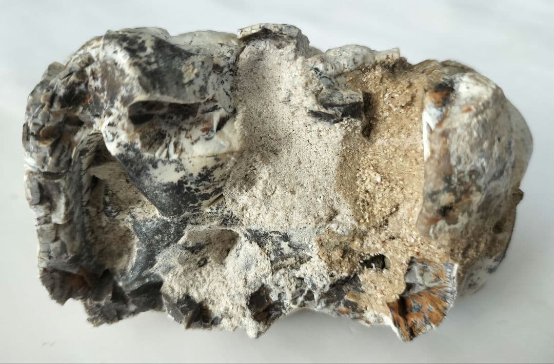 ペンタロフォドンの歯の化石