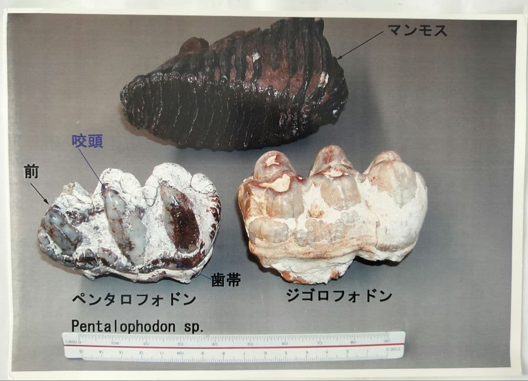 ペンタロフォドンの歯の化石
