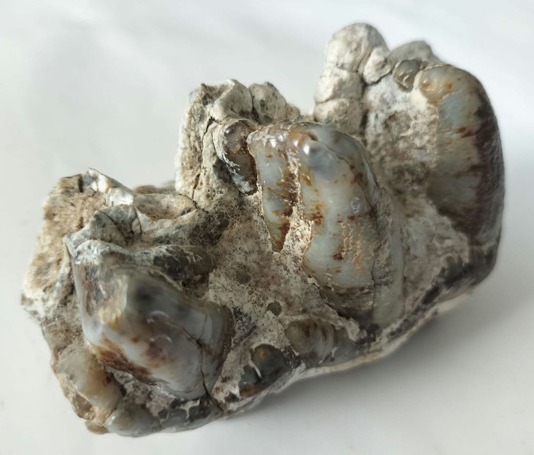 ペンタロフォドンの歯の化石