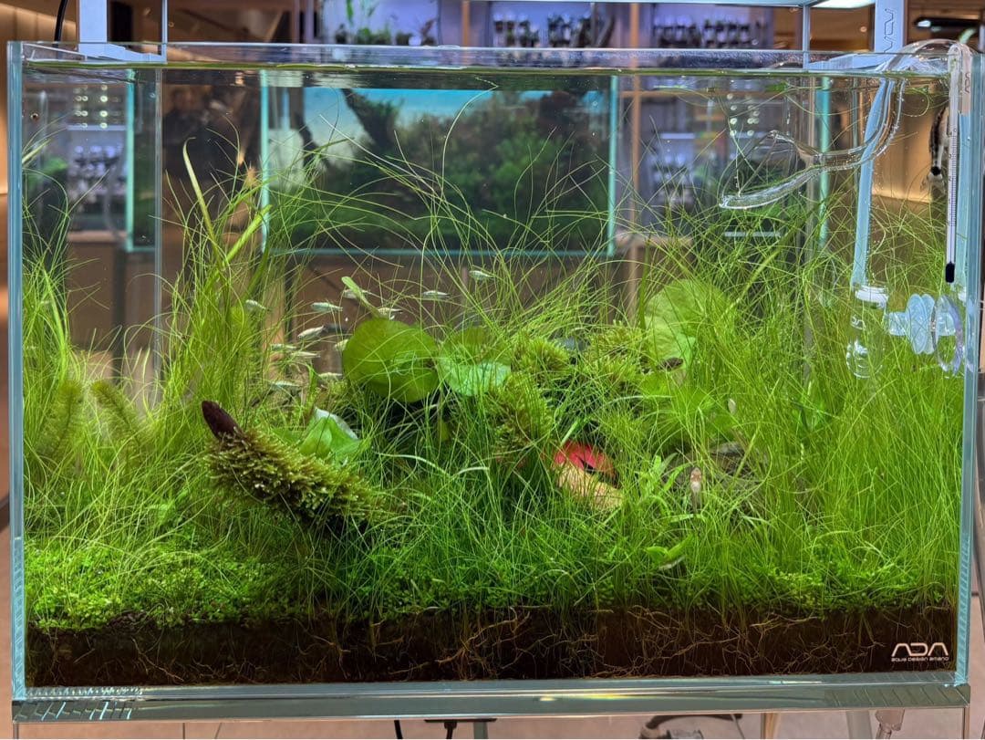 [ADA制作品] ADA アクアリウム 水槽 45cm セット