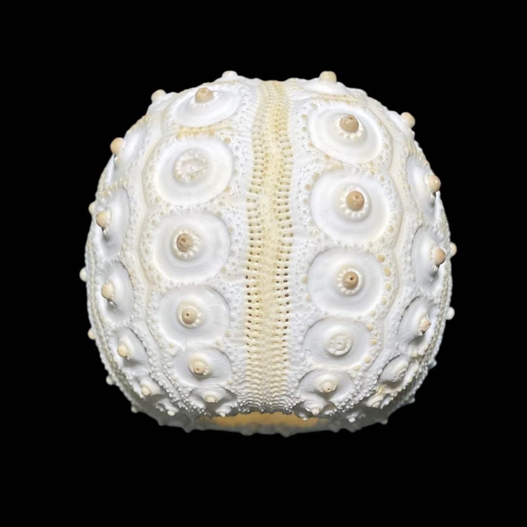 コウテイウニ　ウニの殻