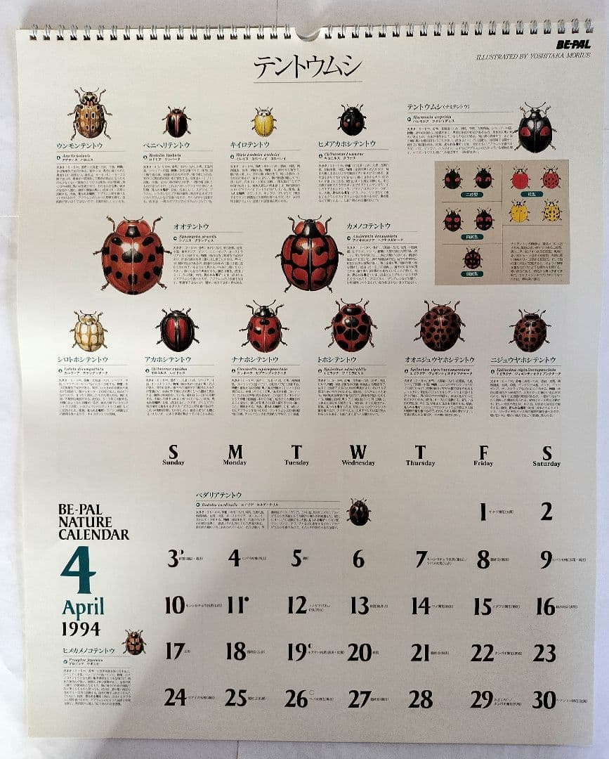 BE-PAL ビーパル カレンダー 新品未使用 1994年 ヴィンテージ