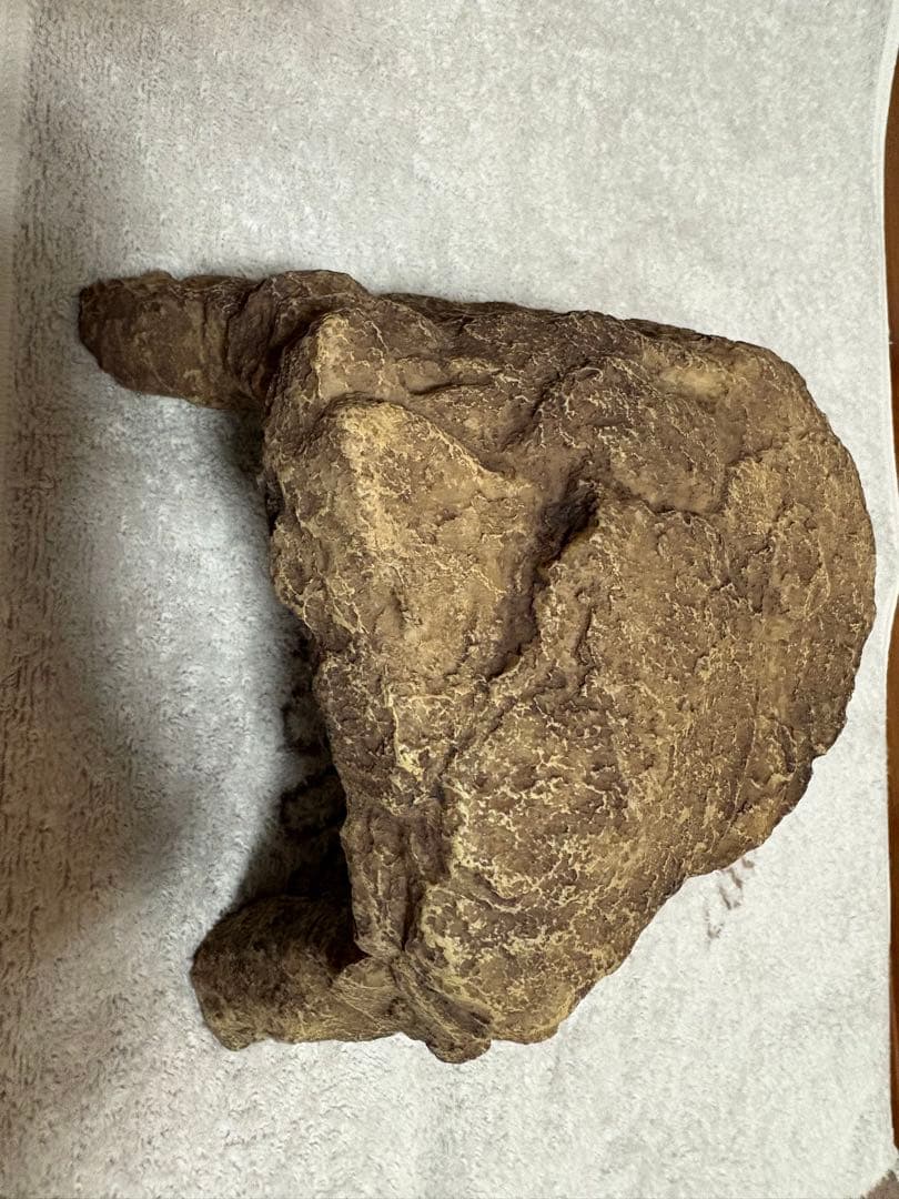 爬虫類飼育セット（爬虫類飼育ガラスケージセット）