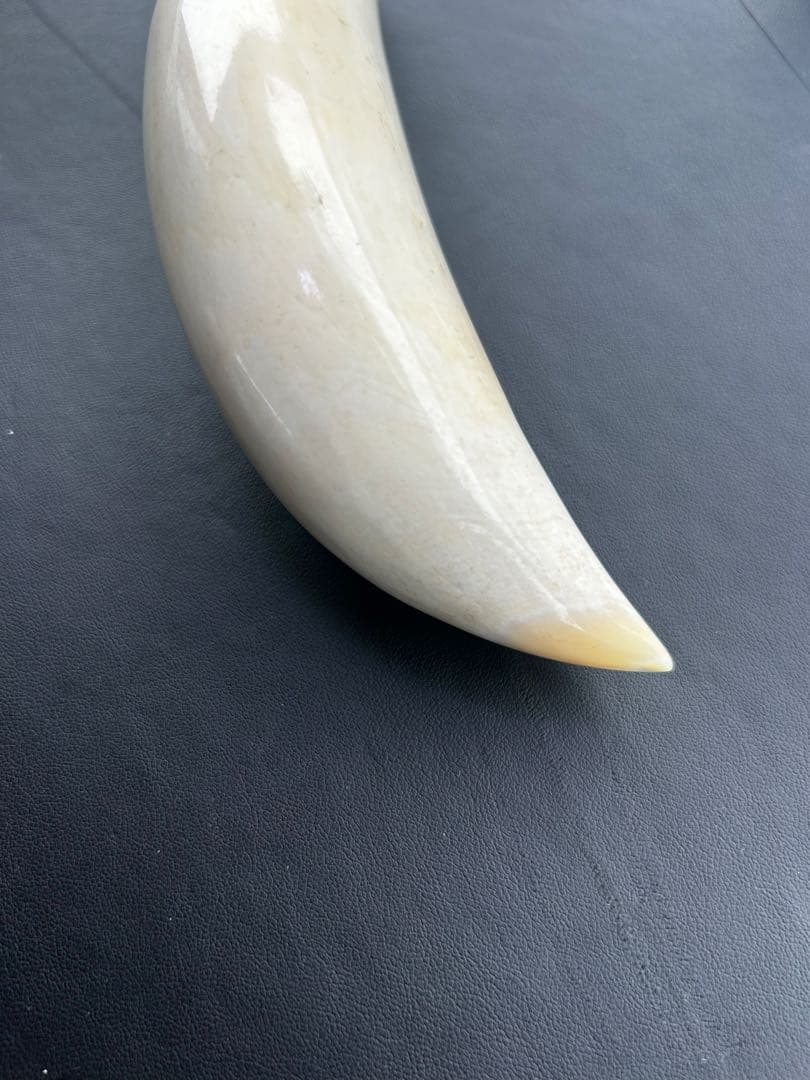 鯨/鯨歯/クジラ/歯/牙/263.68g