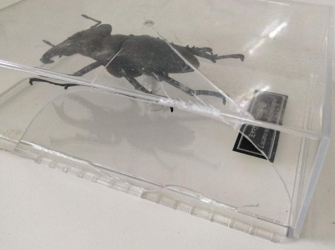 ミヤマクワガタ 標本 全長約7.5cm 甲虫 昆虫 ケース付