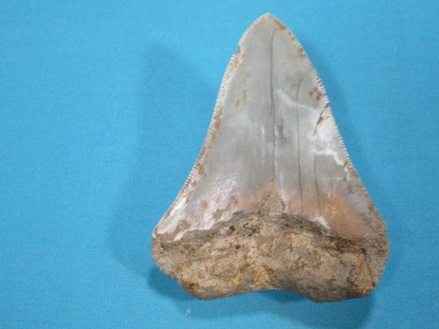 化石 サメの歯・メガロドン・インドネシア・7.3 cm・No.1443