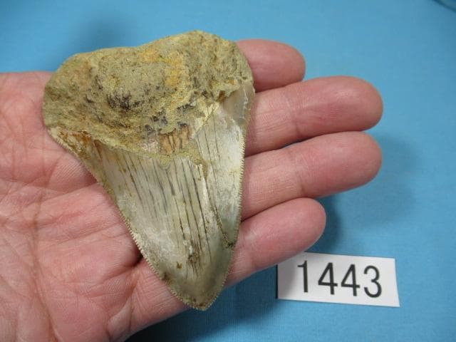 化石 サメの歯・メガロドン・インドネシア・7.3 cm・No.1443