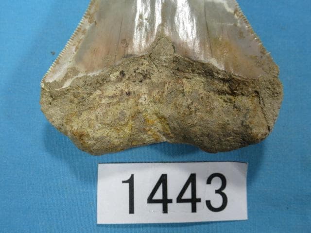 化石 サメの歯・メガロドン・インドネシア・7.3 cm・No.1443