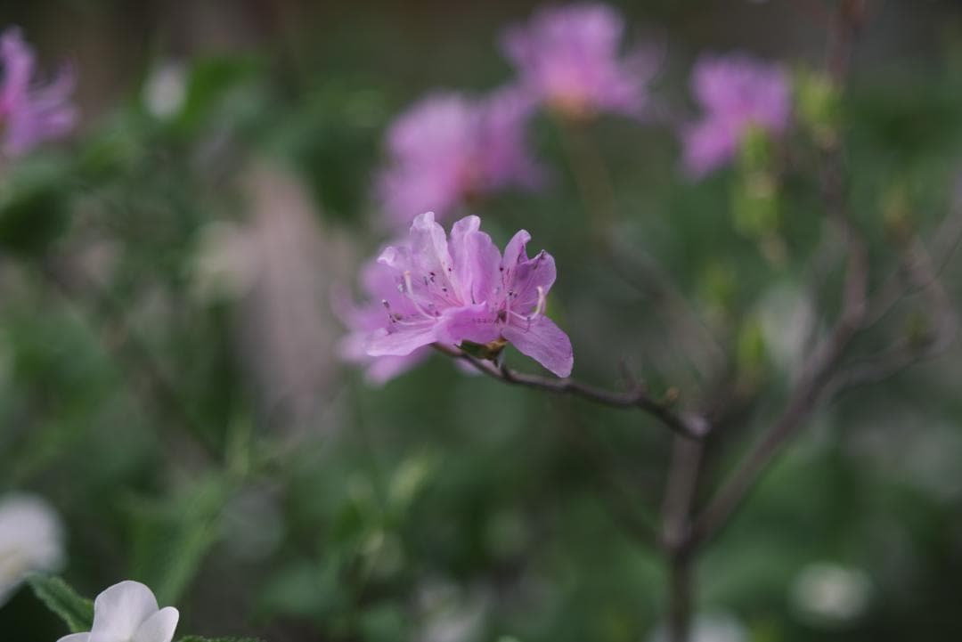 Yoshi様　Leica Elmarit 90mm F2.8オールドレンズ