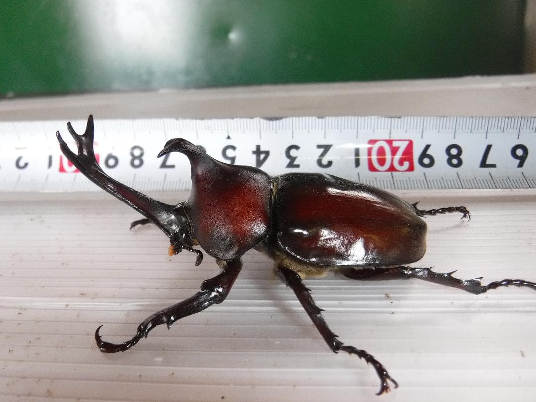 カブト虫マット1：発酵熟成竹：成虫・幼虫・産卵育成用：３００ℓ