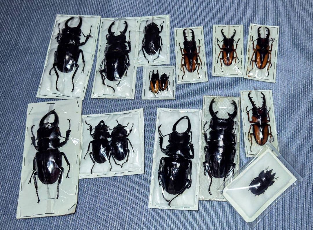 日曜日まで限定セール　昆虫標本