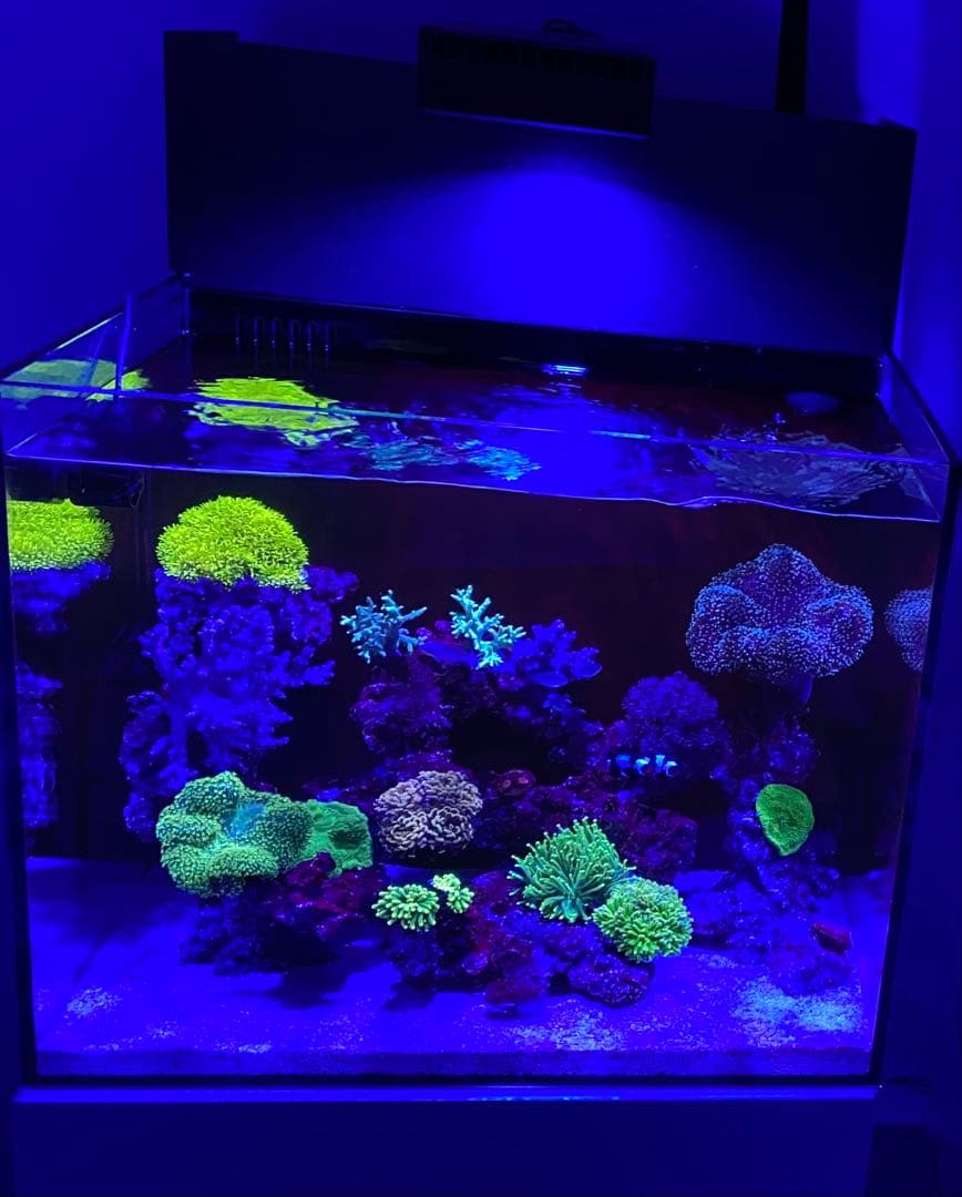 （水槽本体）ネプチューンキューブ 背面濾過水槽 60cm