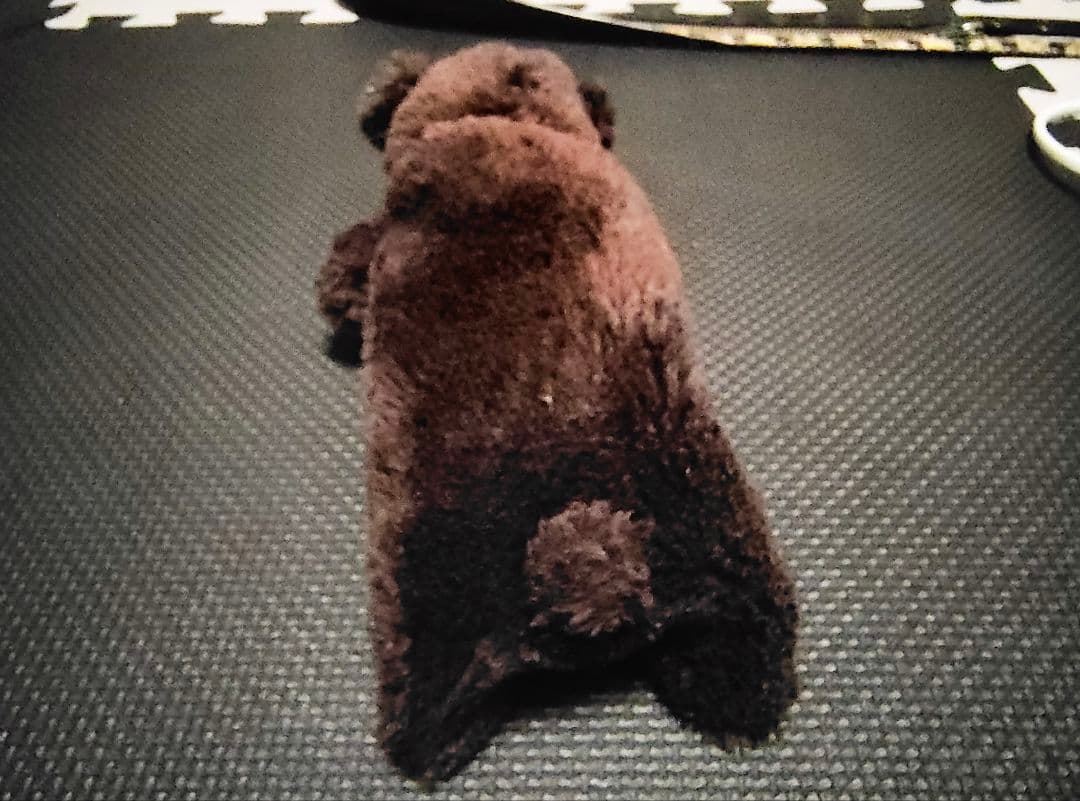 世界に1つだけ　顔無し　茶色　熊ちゃんポーチ