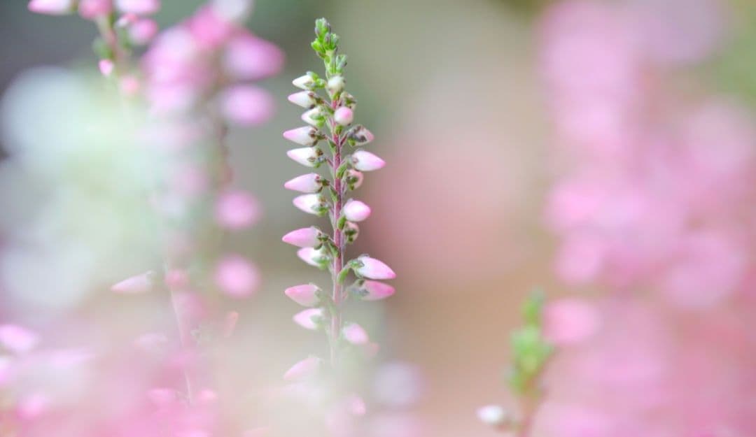 富士フイルム XF60mmF2.4 R Macro マクロレンズ 作例あり
