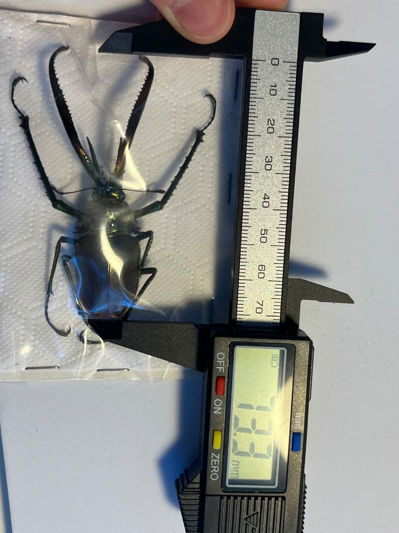 【未展足73mm】ホロメタリクスチリクワガタ シワバネクワガタ コガシラクワガタ