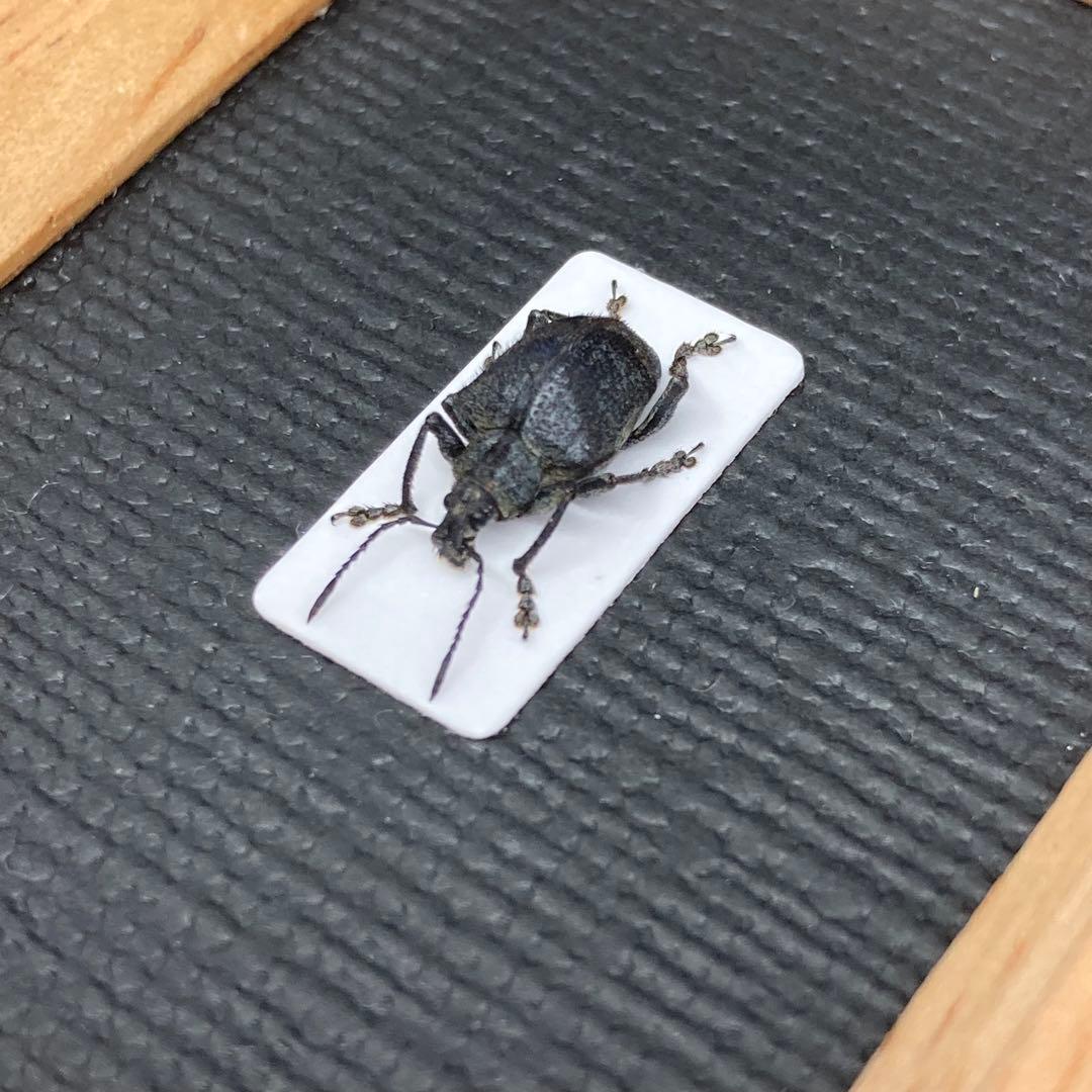 バッテン模様の南米のホウセキゾウムシ【標本】