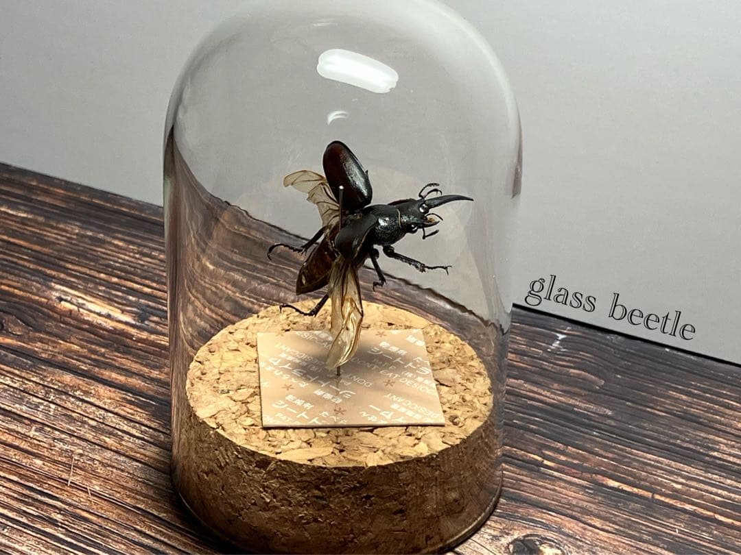 【Glass Beetleノコギリクワガタ（モザイク）飛翔標本 GB-004】
