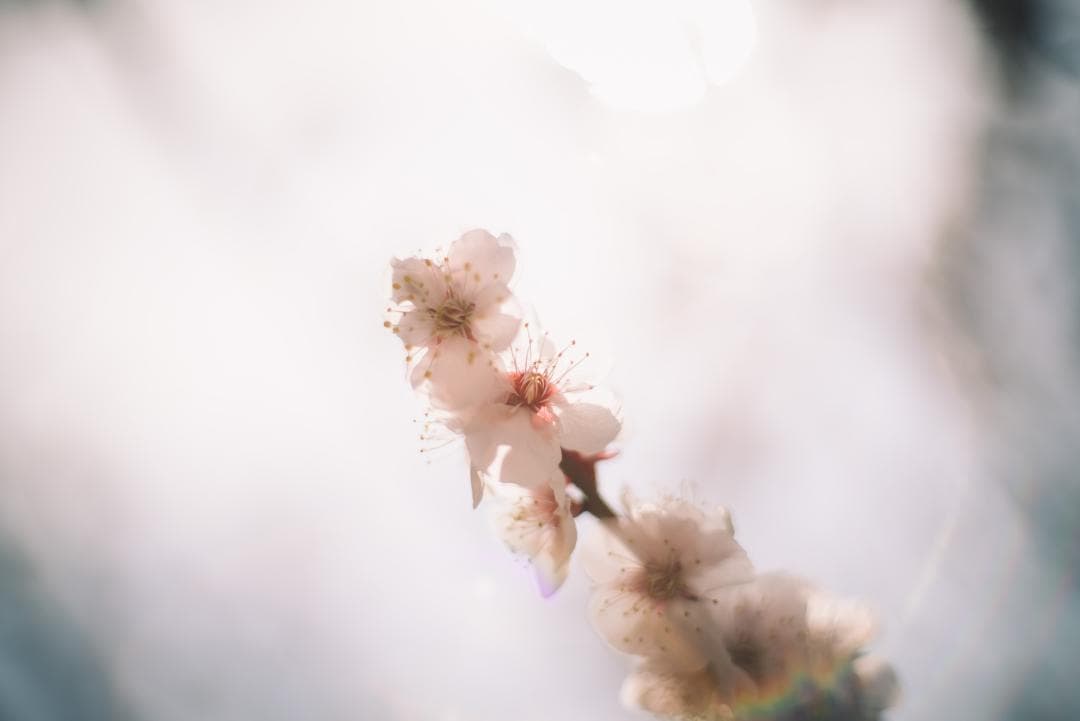 R指標8枚玉！旭光学 Super-Takumar 50mm f1.4 最前期