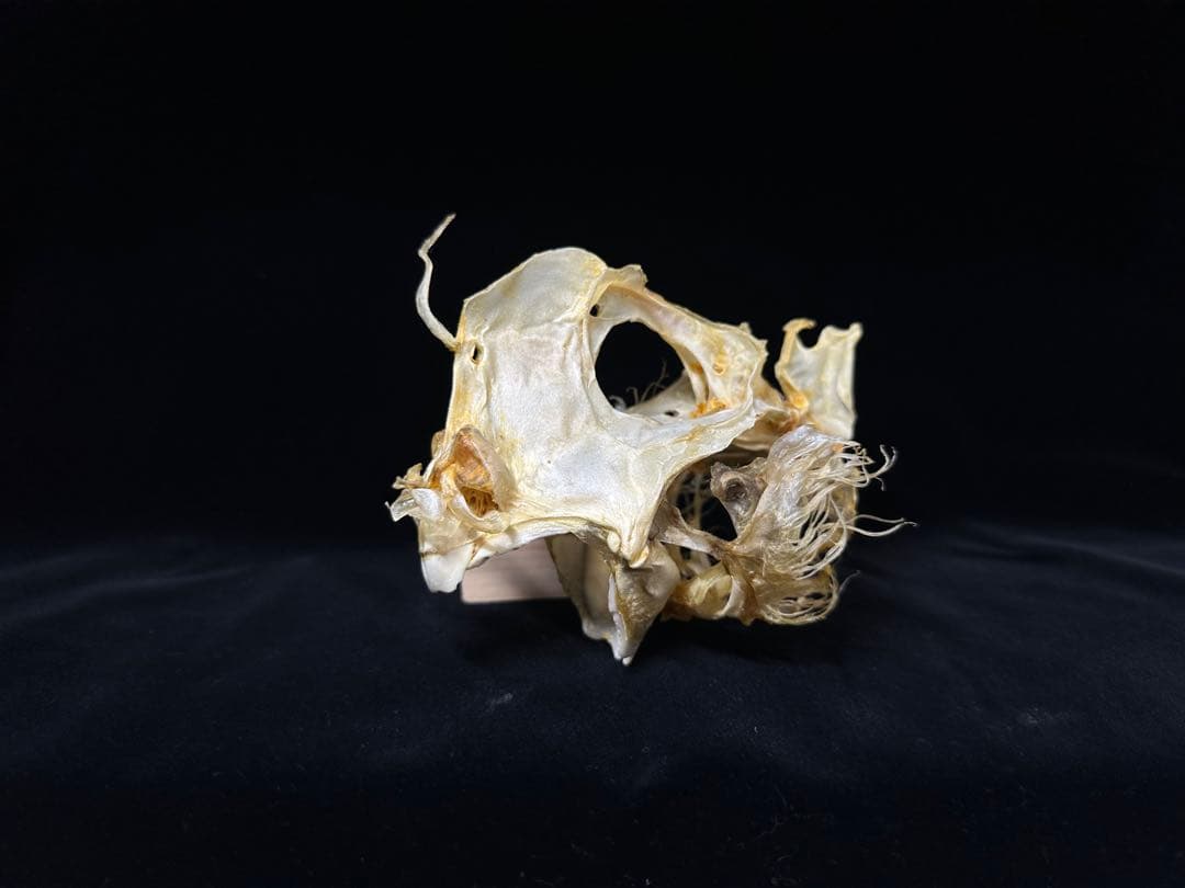 ギンザメ 骨格標本