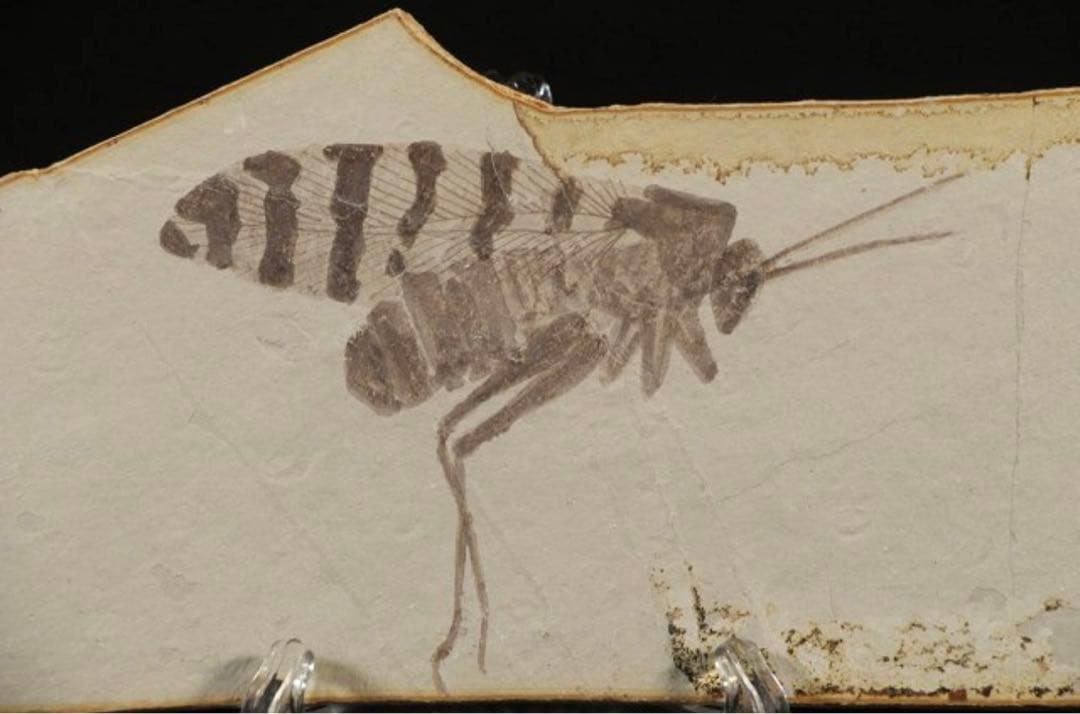 トンボ幼虫化石　標本