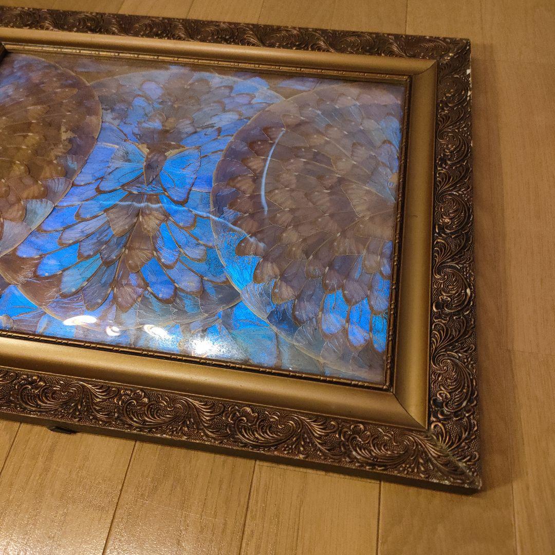 モルフォ蝶 額 蝶 インテリア アート 壁飾り 羽 額サイズ40×50cm