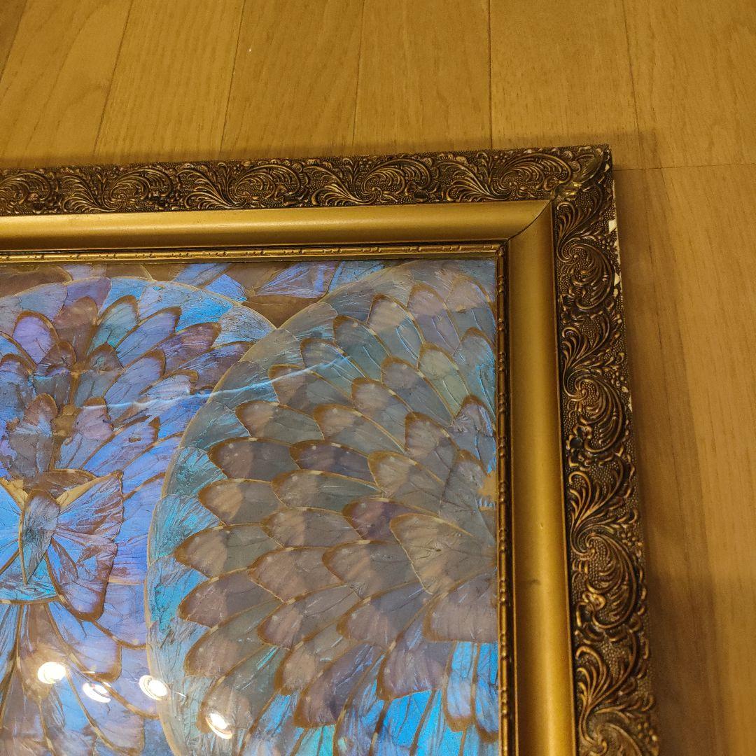モルフォ蝶 額 蝶 インテリア アート 壁飾り 羽 額サイズ40×50cm