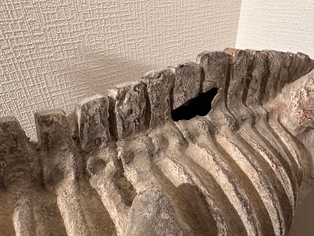 COVENT GARDEN 恐竜の大型骨格オブジェ　約80cm グレー 石膏製？