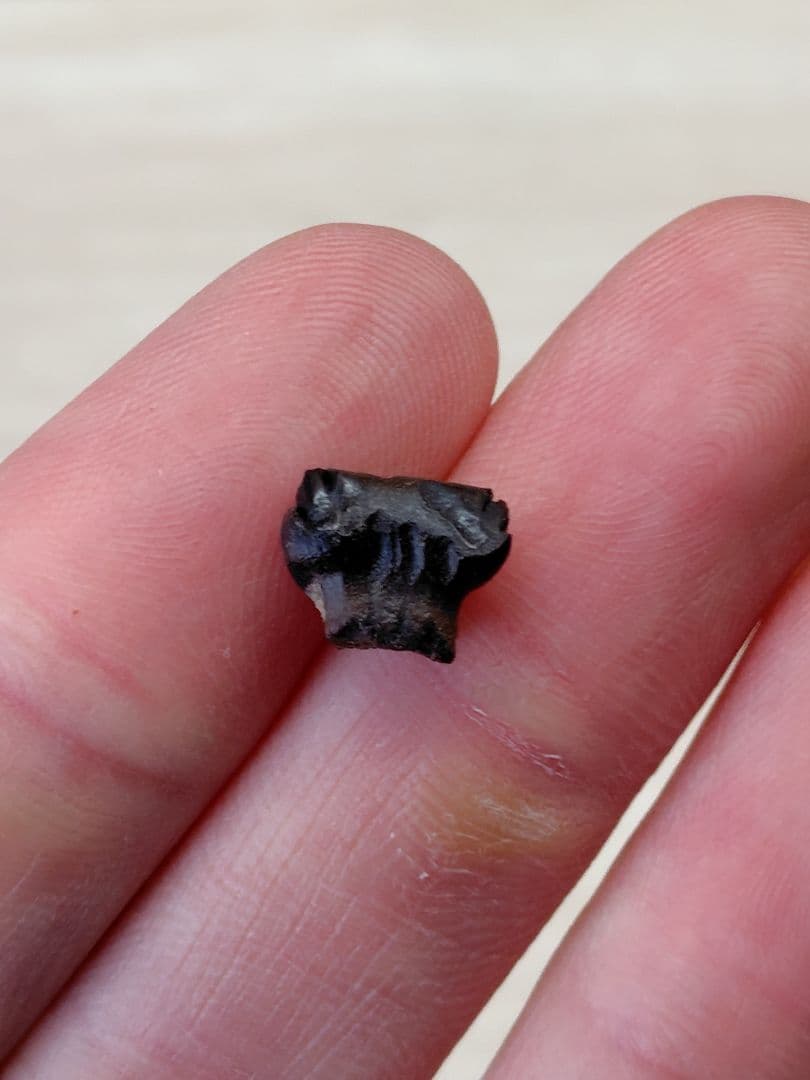 アンキロサウルス　歯　化石　恐竜