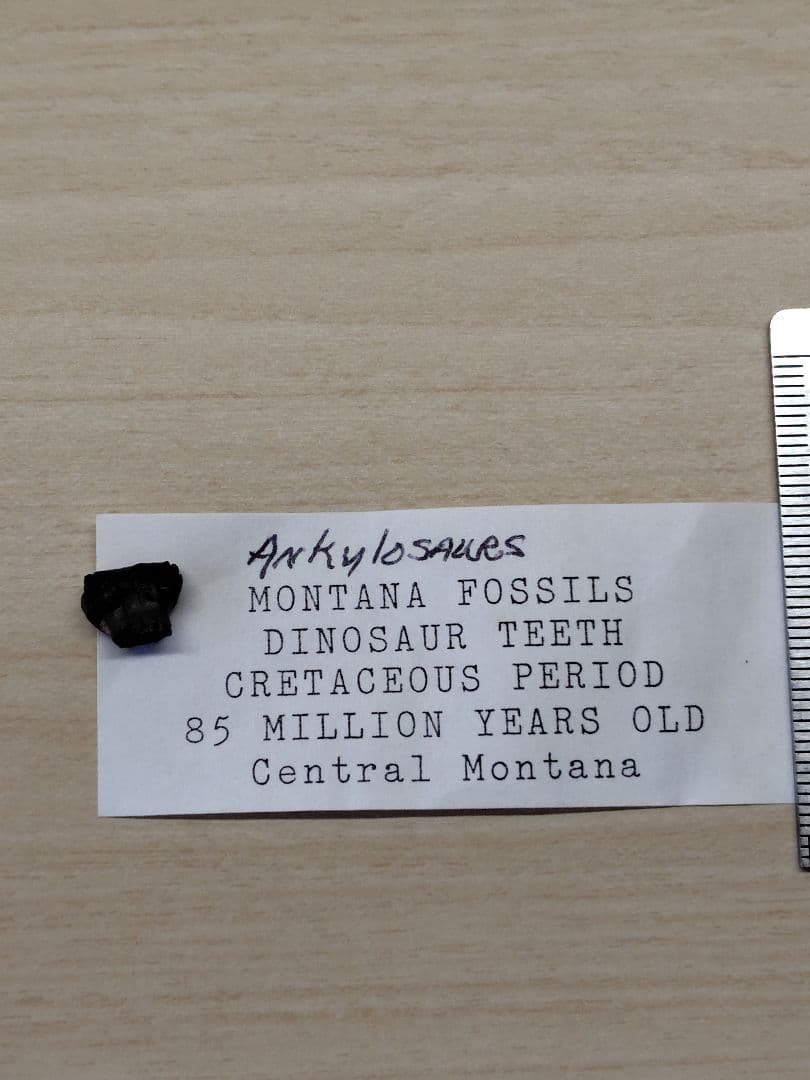 アンキロサウルス　歯　化石　恐竜