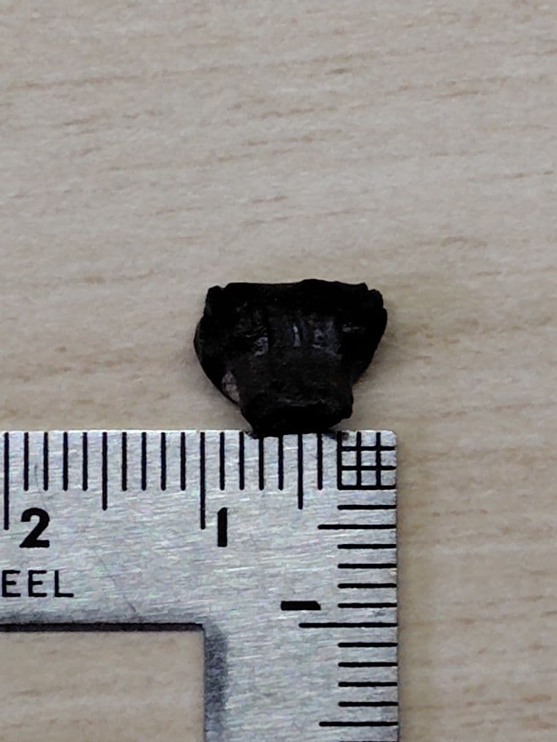 アンキロサウルス　歯　化石　恐竜