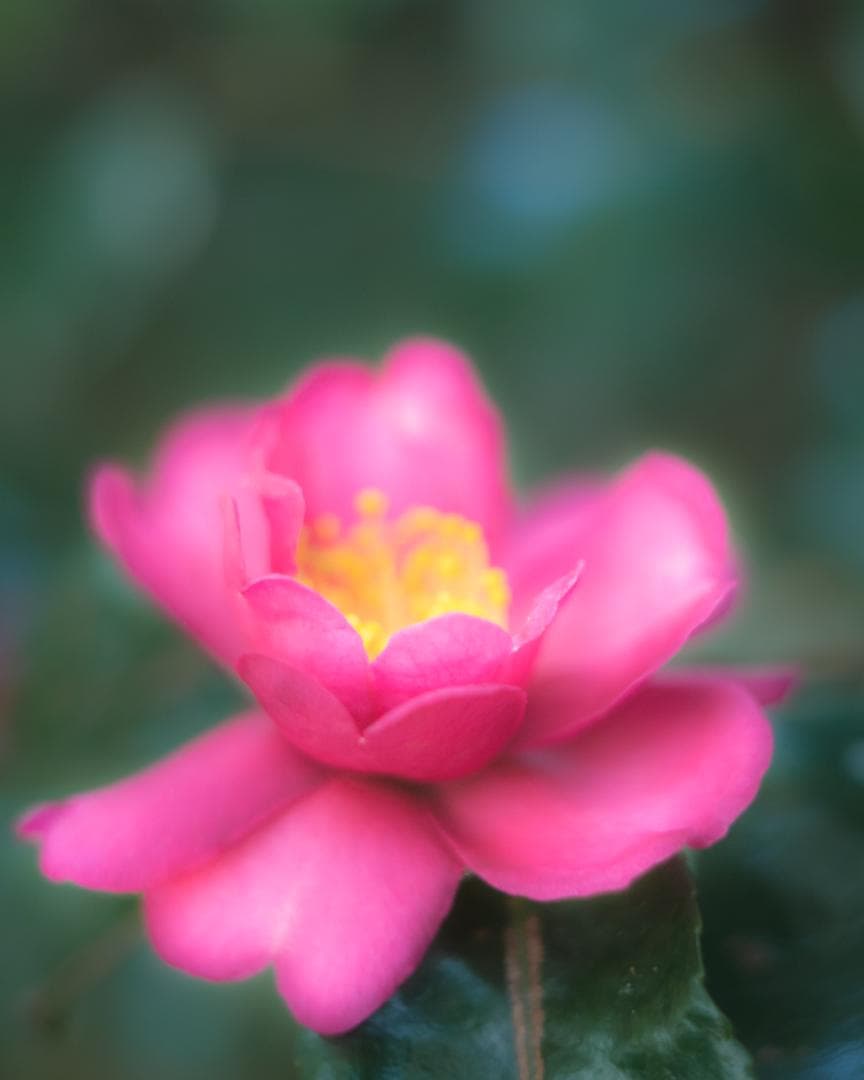 レンズ(単焦点) ALPA KERN-MACRO-SWITAR 1:1,9/50 AR