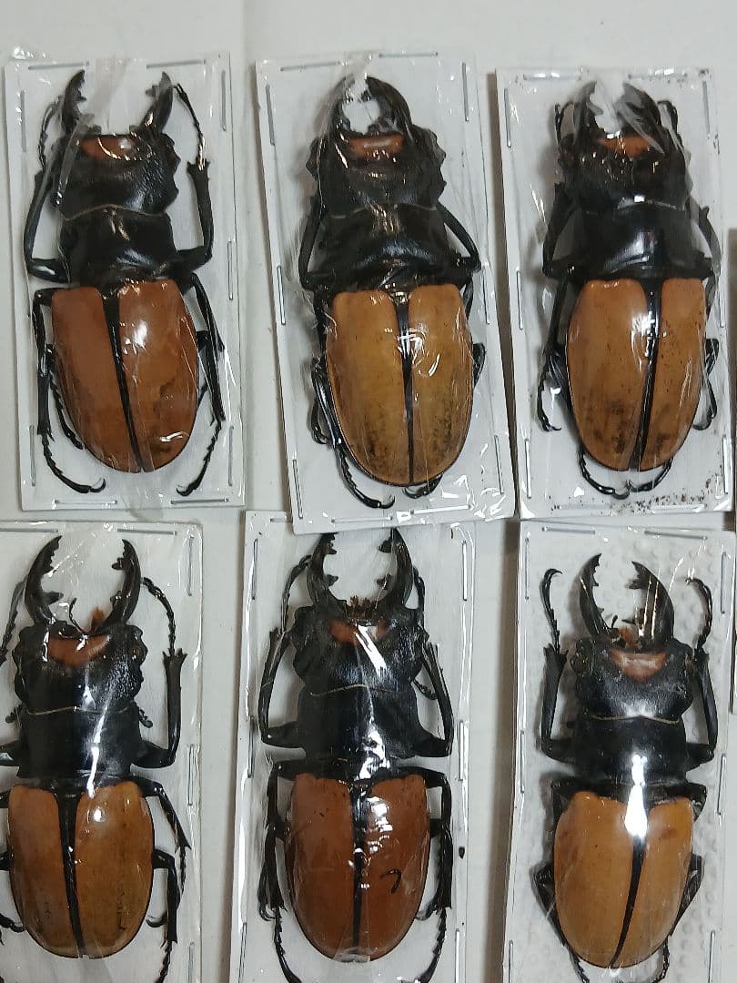 海外標本｜インドネシア産 クワガタムシ 標本（原個体・野外採集）