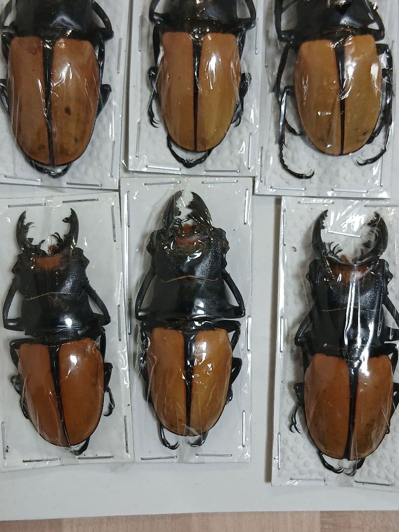 海外標本｜インドネシア産 クワガタムシ 標本（原個体・野外採集）