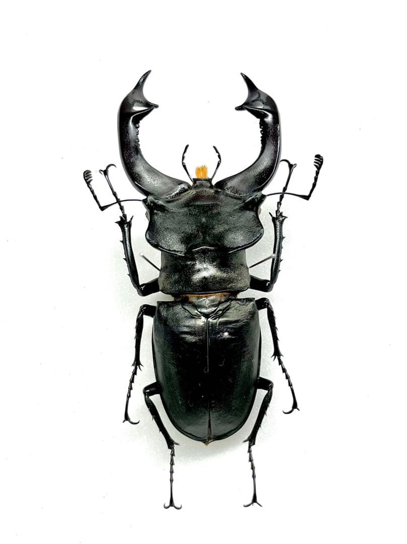 ヨーロッパミヤマクワガタ　標本　82mm