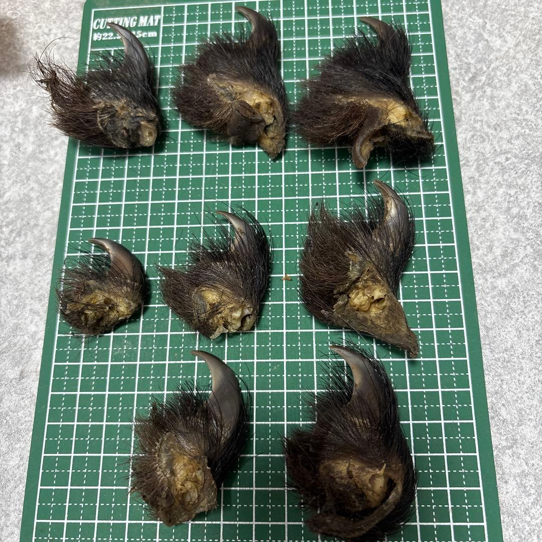 熊の爪　天然　17本セット