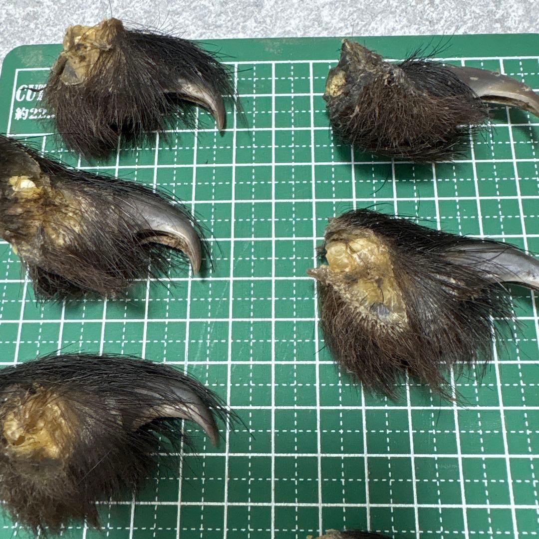 熊の爪　天然　17本セット