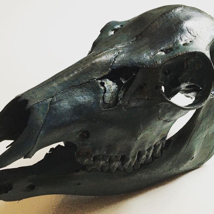 鹿頭蓋骨　頭骨　ブロンズ加工