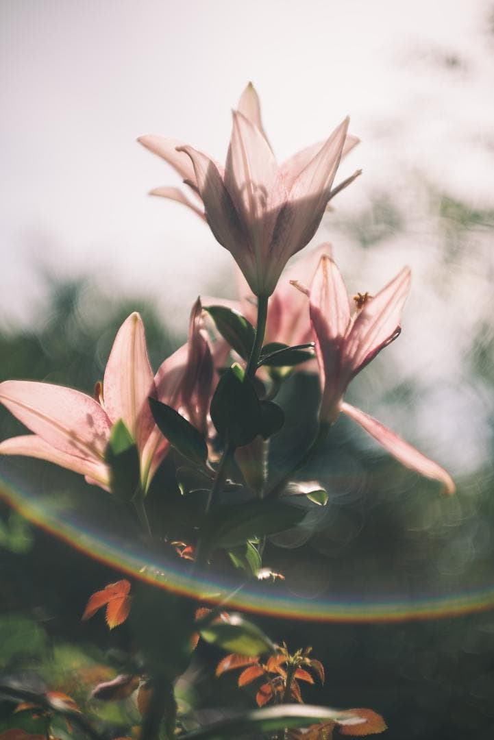 山崎磨き！Leica Summarit 50mm f1.5 オールドレンズ