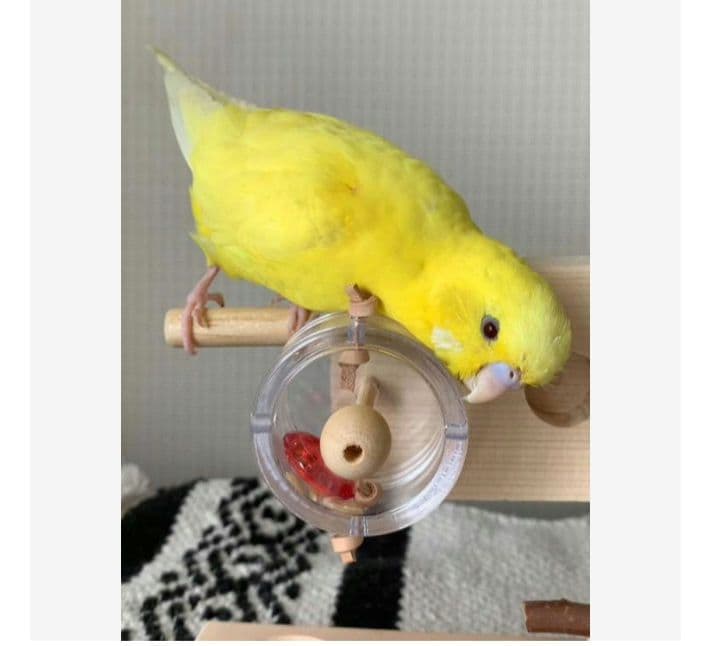 a12　くるくるフォージントイセット　バードトイ　難易度高め⭐⭐　止まり木