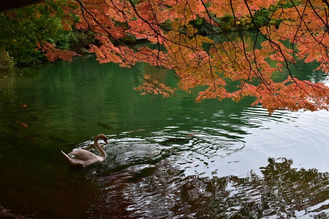 タイムセール【美品】Nikon D7200、AF-S NIKKOR 18-140