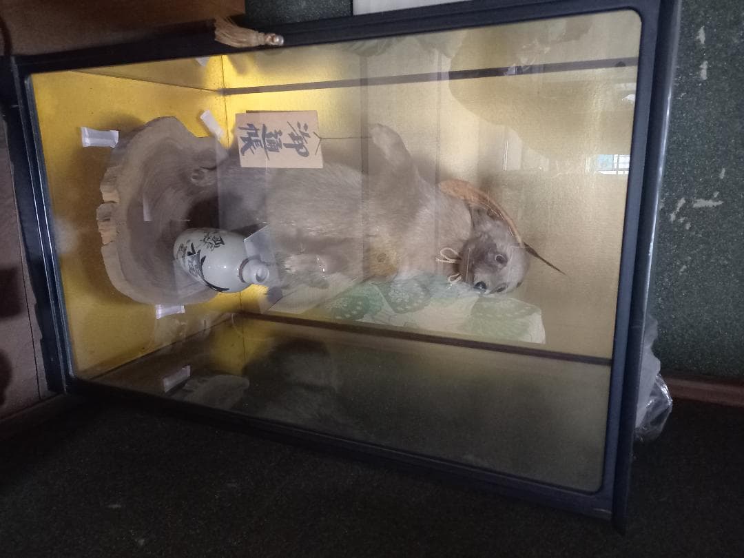 たぬきの剥製　置物