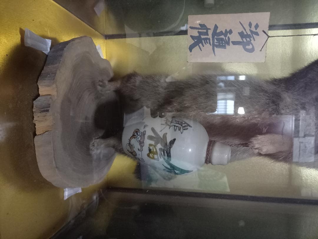 たぬきの剥製　置物