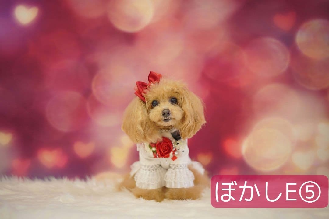 背景布【ぼかしJ】サンプル　ペット撮影用フォトブース　1月　玉ボケ　幻想的