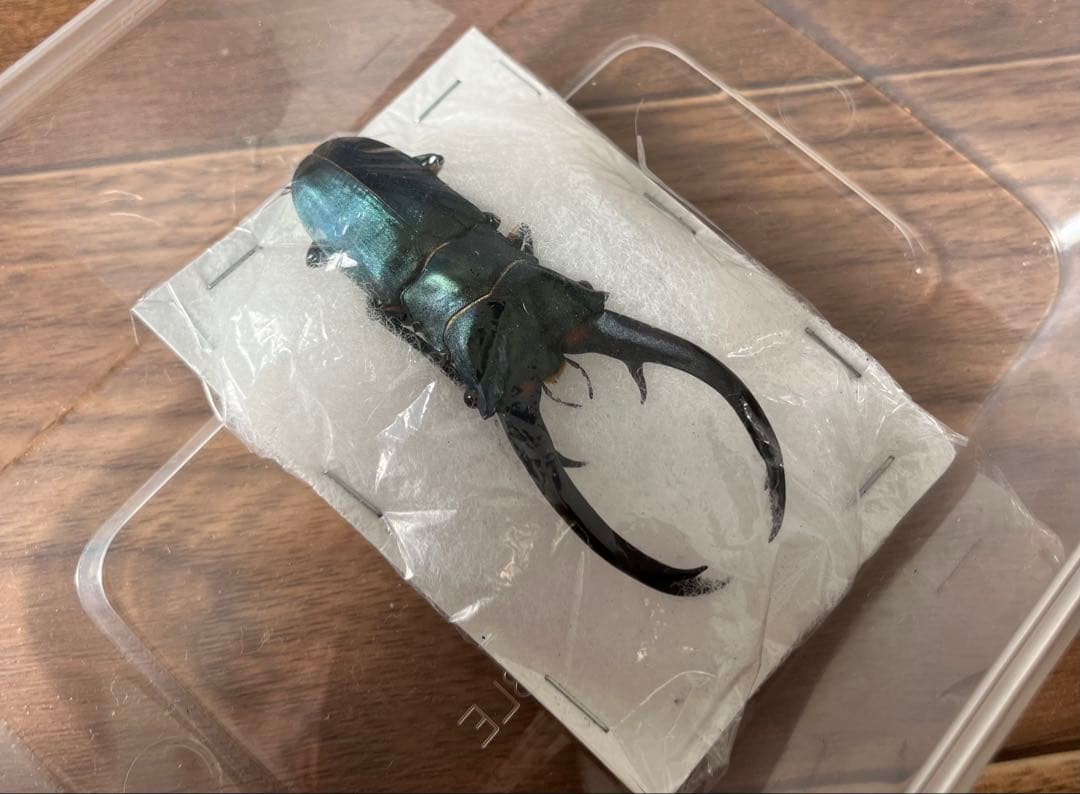 【大珍品】エラフスホソアカクワガタ ブルー個体 標本 クワガタ