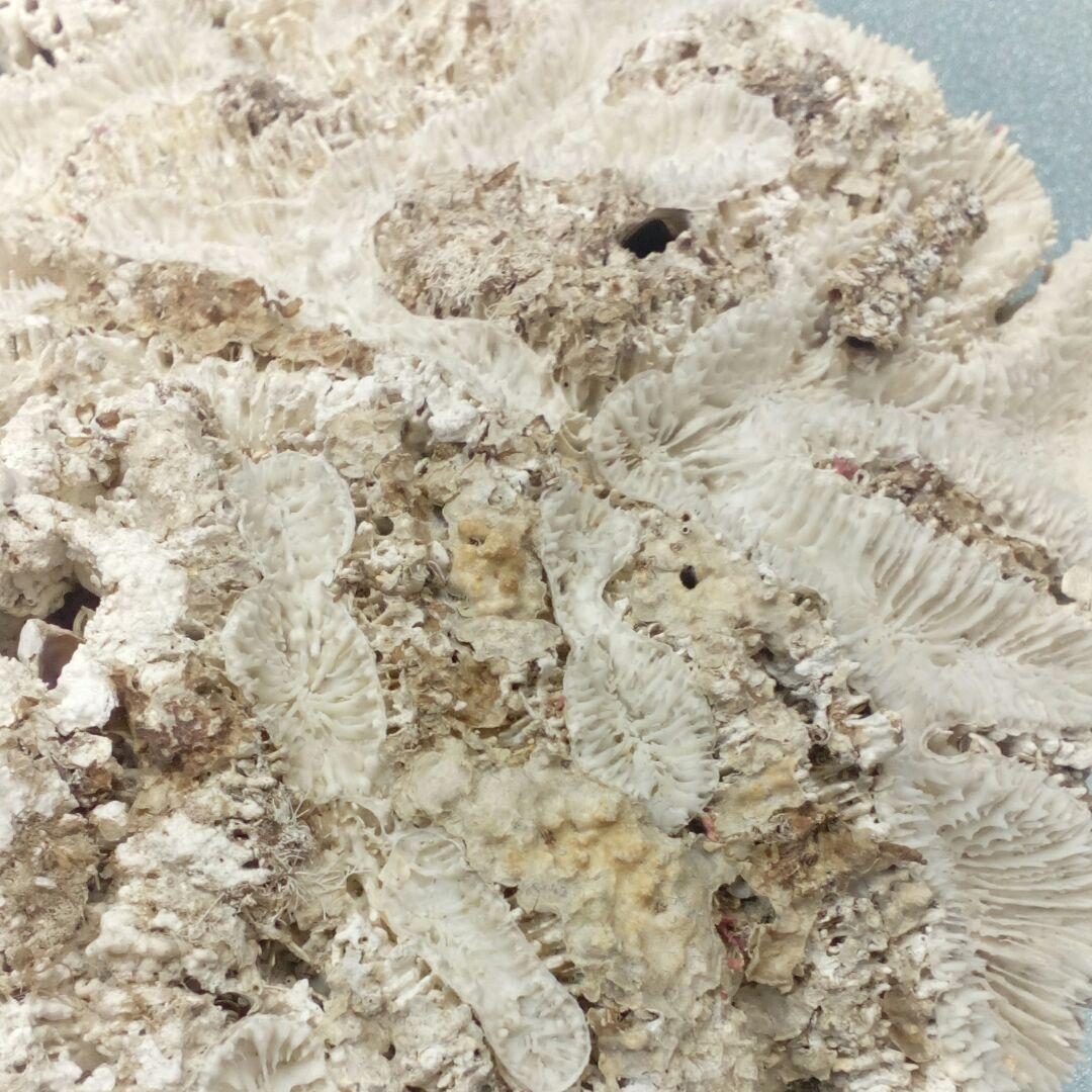 珊瑚オブジェ３５００グラムクラス天然大型サイズ白珊瑚アクアリウム鑑賞コレクション