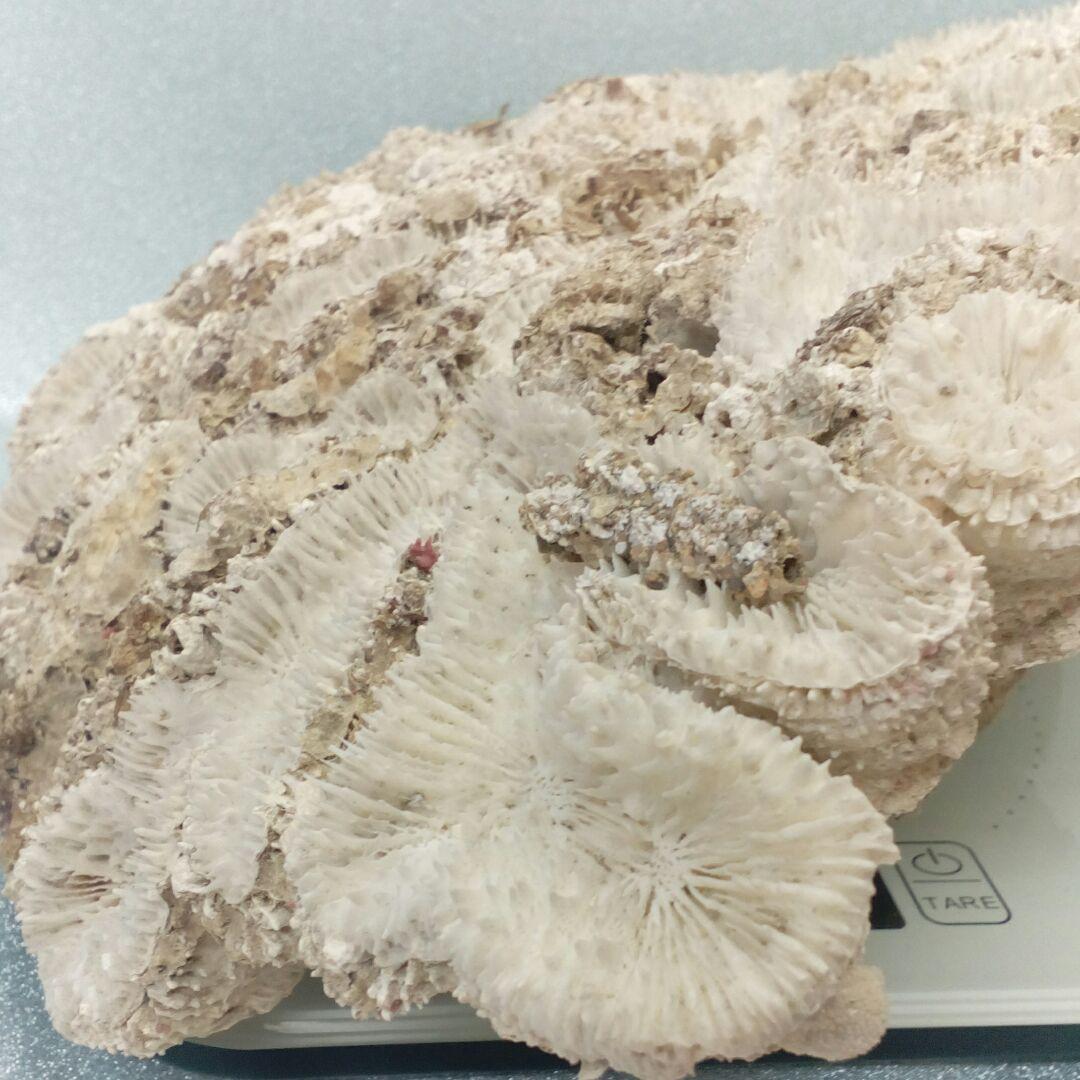 珊瑚オブジェ３５００グラムクラス天然大型サイズ白珊瑚アクアリウム鑑賞コレクション